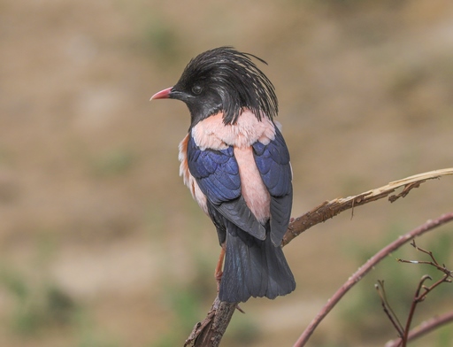 Sturnus roseus - Rosy starling